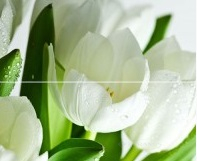 Панно Polcolorit Arco 50x60 Digital Tulipany 2