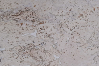 пробка настенная BazaLux 600x300x3 мм Everest Pearl