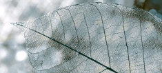 декор Интеркерама Магия 23x50 серый (71)