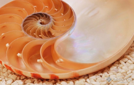 Фотообои Komar National Geographic (1-601) NG